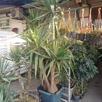 یوکا سایز خیلی بزرگ