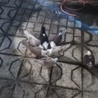 هشتا کلاغ کربلایی