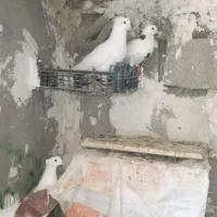 کبوتر فروشی