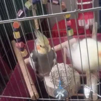 عروس هلندی سرلاکی