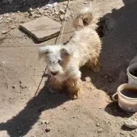 سگ پا کوتاه