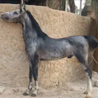 نریون کورد|حیوانات مزرعه|شیراز, آزادگان|دیوار
