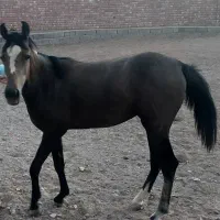 رفسنجان اسب