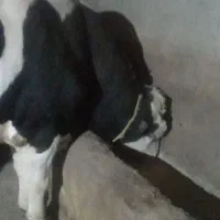 گاو نر گوشتی|حیوانات مزرعه|سراب, |دیوار