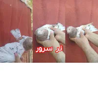 کبوتر|پرنده|اردکان, |دیوار