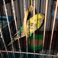 مرغ عشق انگلیسی گرید A