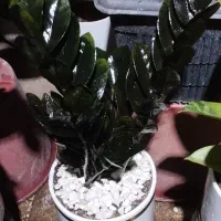 گل طبیعی|گل و گیاه طبیعی|نیشابور, گنبد سبز|دیوار