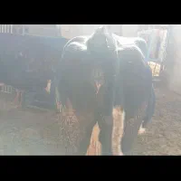 گاو شیری 3شکم زاییده  8ماه آبستن|حیوانات مزرعه|ساوه, |دیوار