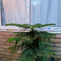 کاج مطبق یک و نیم متر|گل و گیاه طبیعی|ابریشم, |دیوار