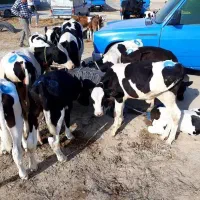 گوساله درجه یک در انواع نژاد