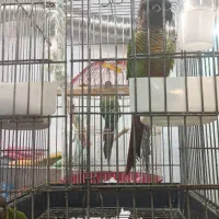 خانه پرندگان لاهیجان میدان جمهوری بلوار توحید|پرنده|لاهیجان, طالقانی|دیوار