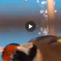 سهره سرخ نر نشوندار جوجه قفس