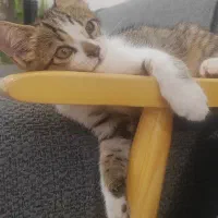بچه گربه دو نیم ماهه