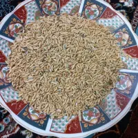 گندم ابی|خوردنی و آشامیدنی|قم, زنبیل آباد|دیوار