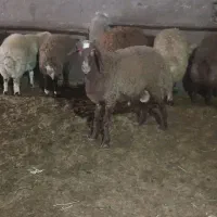 بره  نر