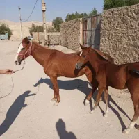 مادیون و کره عرب دم گیر|اسب و تجهیزات اسب‌سواری|مسجد سلیمان, |دیوار