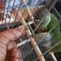 گرینچیک بندر جاسک|پرنده|جاسک, |دیوار