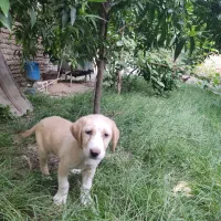 سگ گمشده