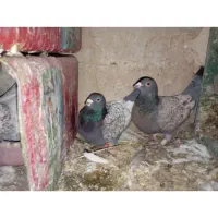 طاووسی کله سینه ساده توقی المانی