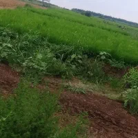 یک-هکتار-زمین-در-خانبین-گلستان