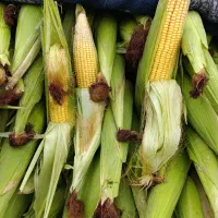 بلال شیره درجه یک|خوردنی و آشامیدنی|کوهدشت, |دیوار