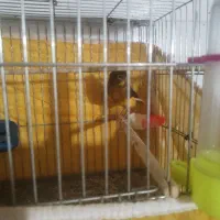 دوتا قناری ماده