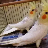 عروس هلندی لوتینو