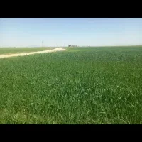 زمین یک هکتاری برای گلخانه