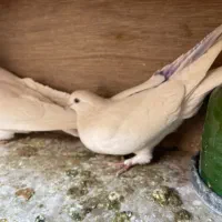 کفتر جفت|پرنده|تهران, هفده شهریور|دیوار