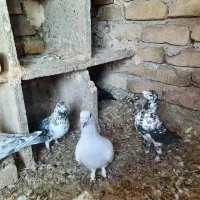 جوجه کبوتر|پرنده|گناباد, |دیوار