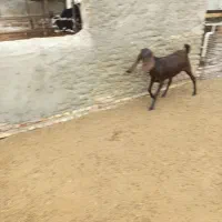 بز جوان دو دندان آبستن|حیوانات مزرعه|سیمین شهر, |دیوار