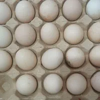 تخم مرغ لاری|حیوانات مزرعه|مرودشت, گندم‎|دیوار