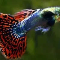 مولی پلاتی گوپی زبرا کالر آنجل  تایگر لاک آکواریوم|ماهی|تهران, امام زاده حسن|دیوار