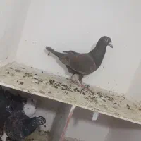 کفتر به شرط ضمانت|پرنده|مشهد, رده|دیوار