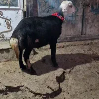 حیوانات مزرعه