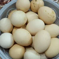 تخم مرغ نطفه دار محلی|حیوانات مزرعه|جلین, |دیوار