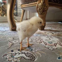 جوجه