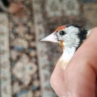 سهره رخ سفید خاص