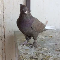دم سفید|پرنده|شیراز, شیشه‌گری|دیوار
