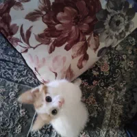 گربه|گربه|تهران, مشیریه|دیوار