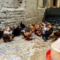 نیمچه کوشین خالدار و برهما غولپیکر رنگهای مختلف|حیوانات مزرعه|اصفهان, بوستان ناژوان|دیوار