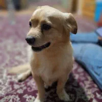 سگ.بازی گوشی