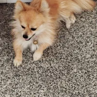 سگ پامر|سگ|دزفول, |دیوار