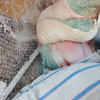 تور ماهیگیری