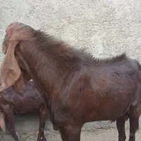 نر بز پاکستانی لنگ سه قلوزا|حیوانات مزرعه|رفسنجان, |دیوار