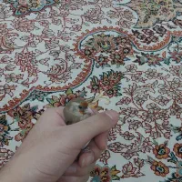 سهره رسمی دورگ|پرنده|کرج, حاجی آباد|دیوار