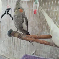 طوطی عروس هلندی|پرنده|مشکین‌دشت, |دیوار