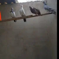 ۵عدد کفتر یجای|پرنده|اندیشه, اندیشه فاز ۱|دیوار