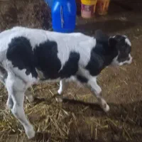 گوساله سه روزه نر