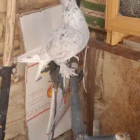 ماده بزن|پرنده|مرودشت, کناره|دیوار